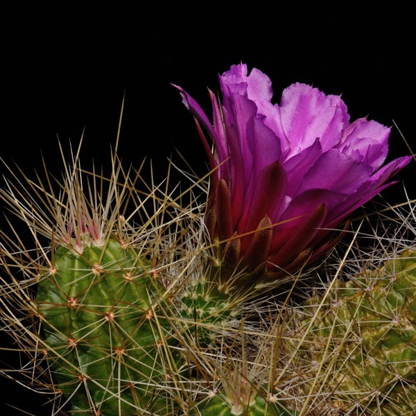 Echinocereus viereckii ssp. santamariensis (Huasteca Canyon, NL)