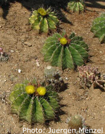 Ferocactus schwarzii - 2