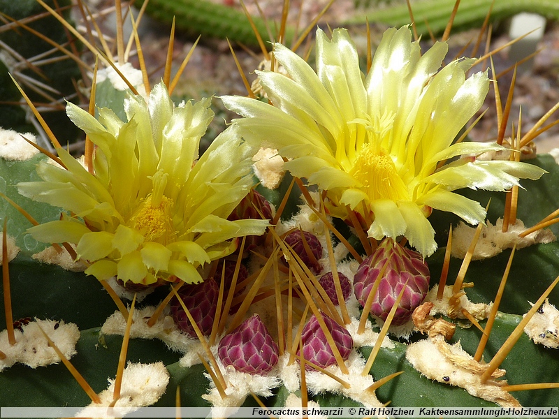Ferocactus schwarzii