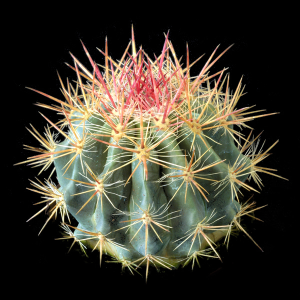 Ferocactus stainesii