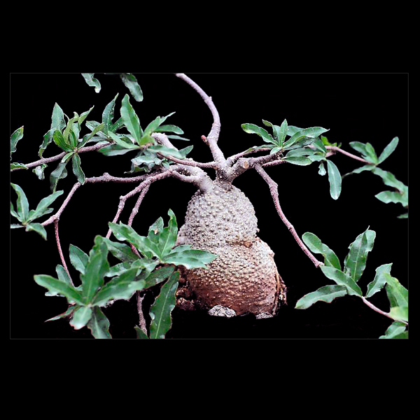 Fockea edulis