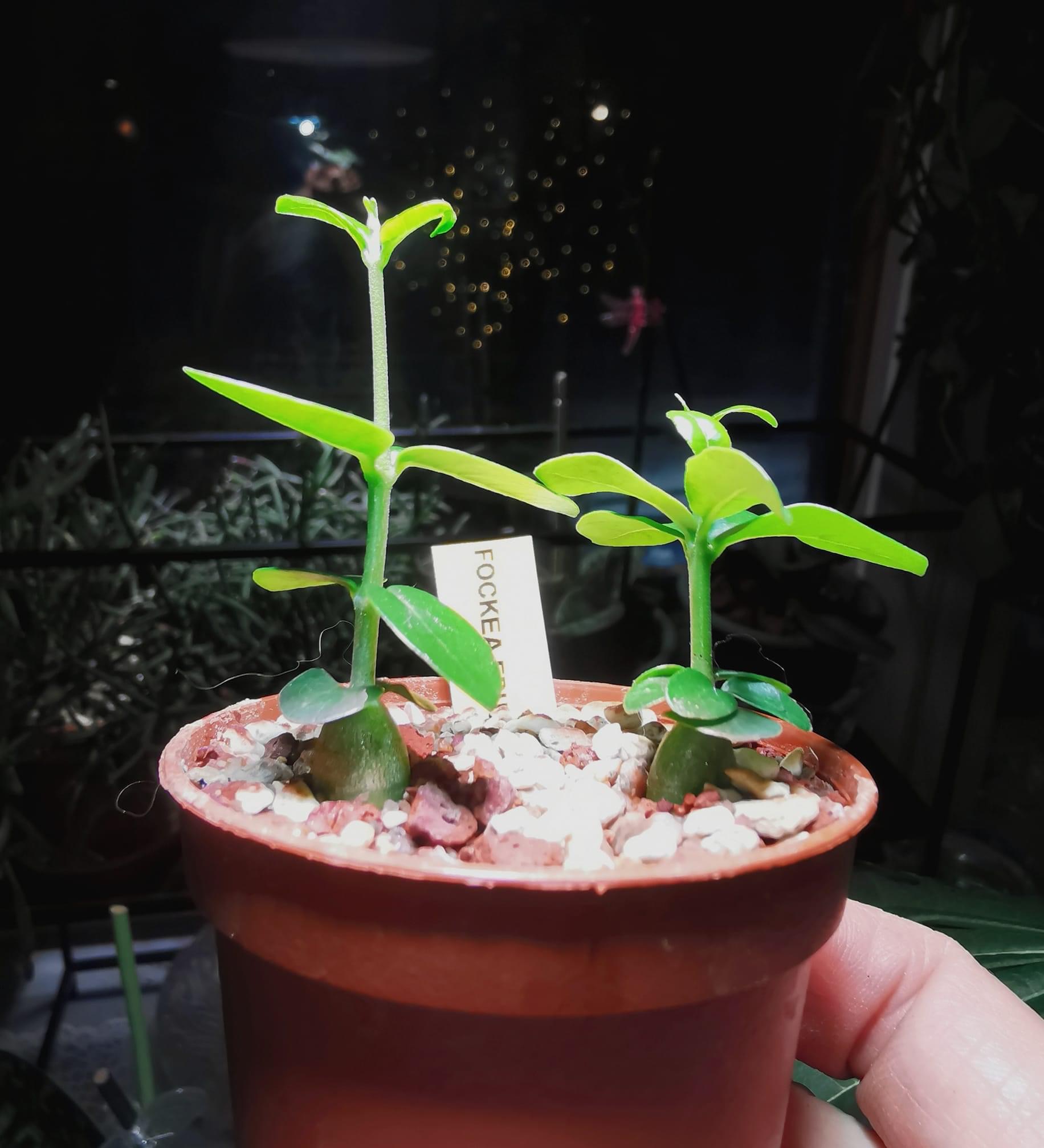 Fockea edulis - 2