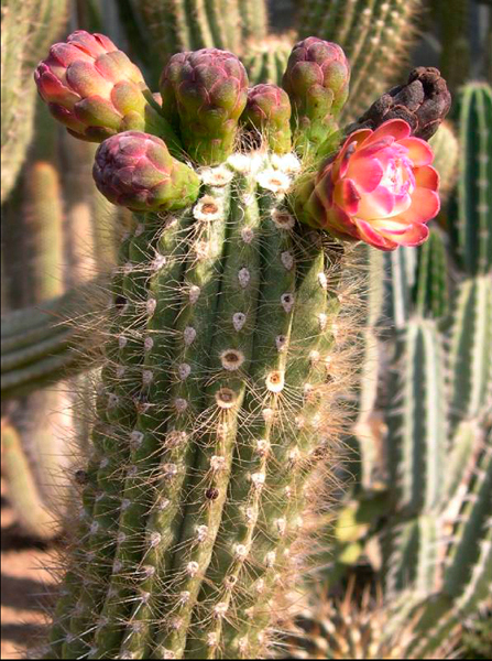 Browningia chlorocarpa