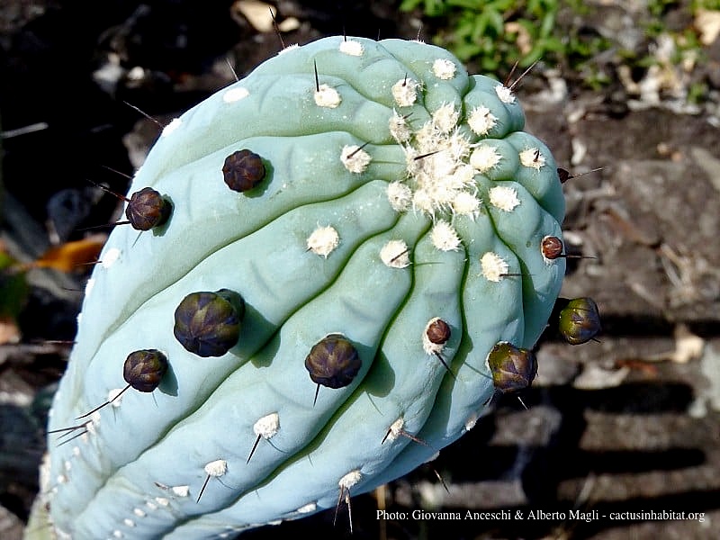 SuccSeed Cipocereus bradei