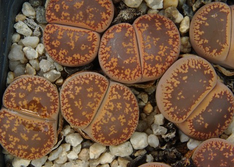Lithops aucampiae 'Kuruman' C 325