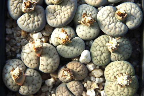 Lithops schwantesii v. christinae C 210
