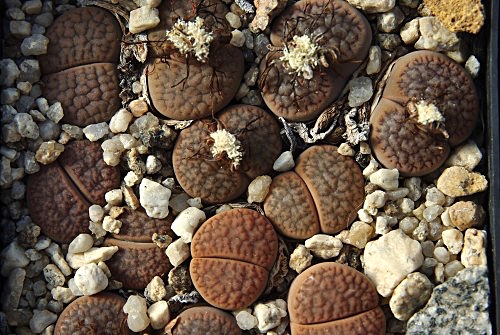 Lithops hookeri v subfenestrata 'brunneoviolacea' C 019