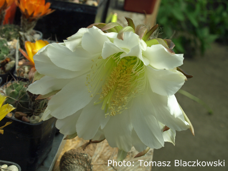 Echinopsis obrepanda TB 41.1 (Tambo, 2339m, Tarija, Bol)