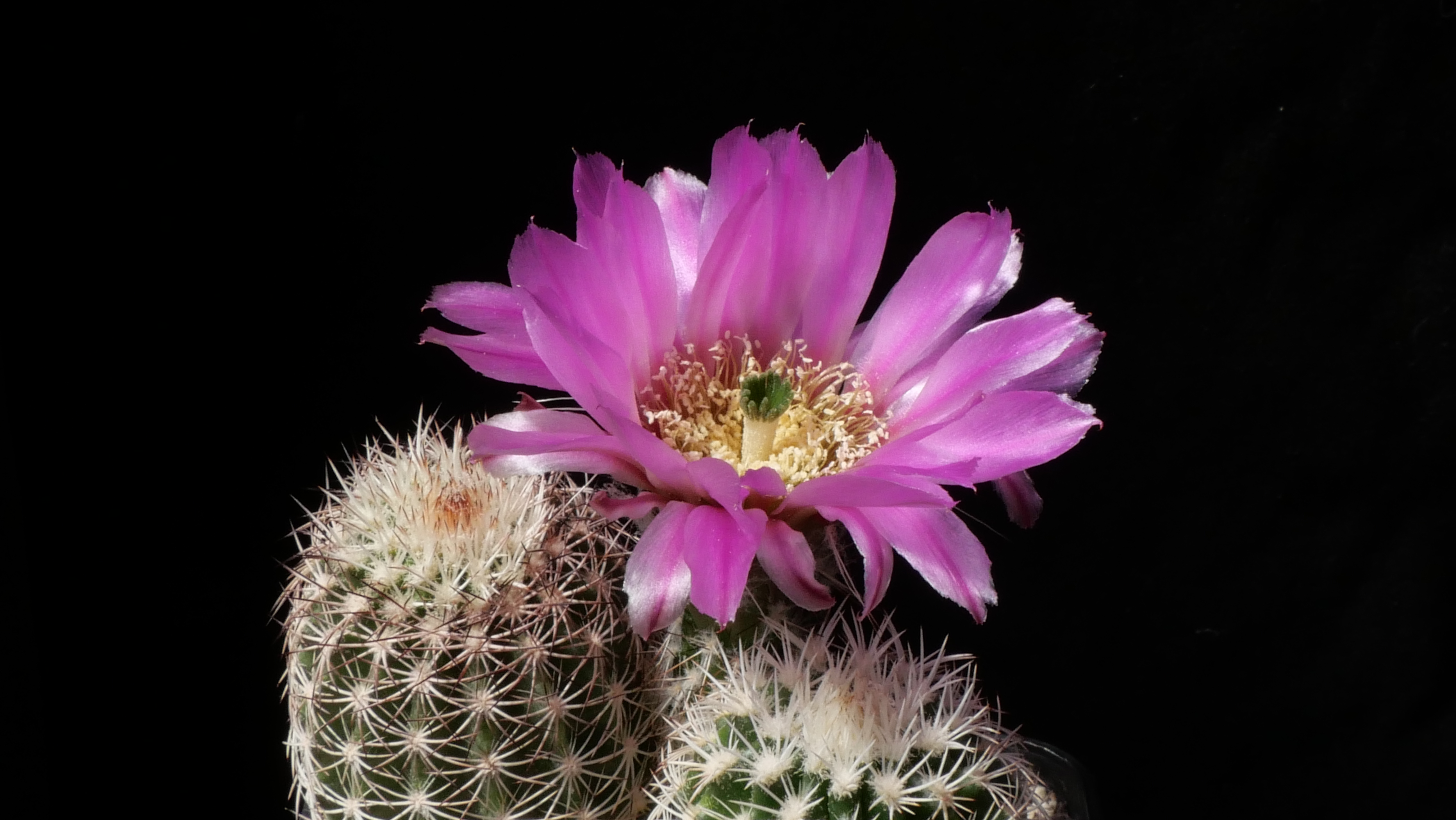 Echinocereus reichenbachii ssp. perbellus JRT 302 (Morton Co, KS)
