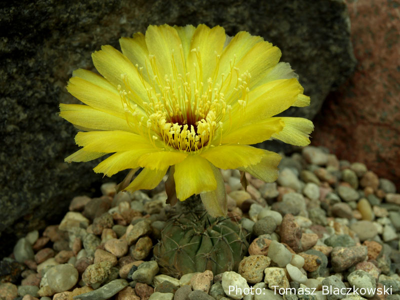 Lobivia chrysantha TB 387.1 (Puerta Tastil, 2711m, Salta, Arg)