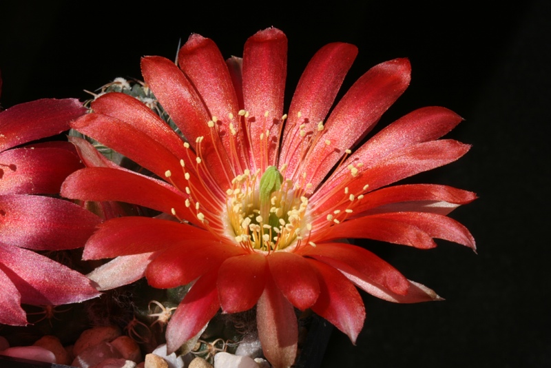 Lobivia variispina WK 870