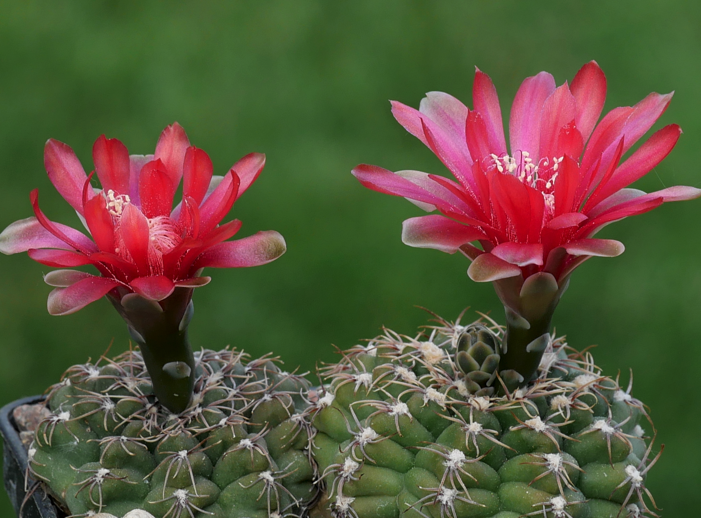 Gymnocalycium baldianum P 127 (Sra Ancasti, Arg)
