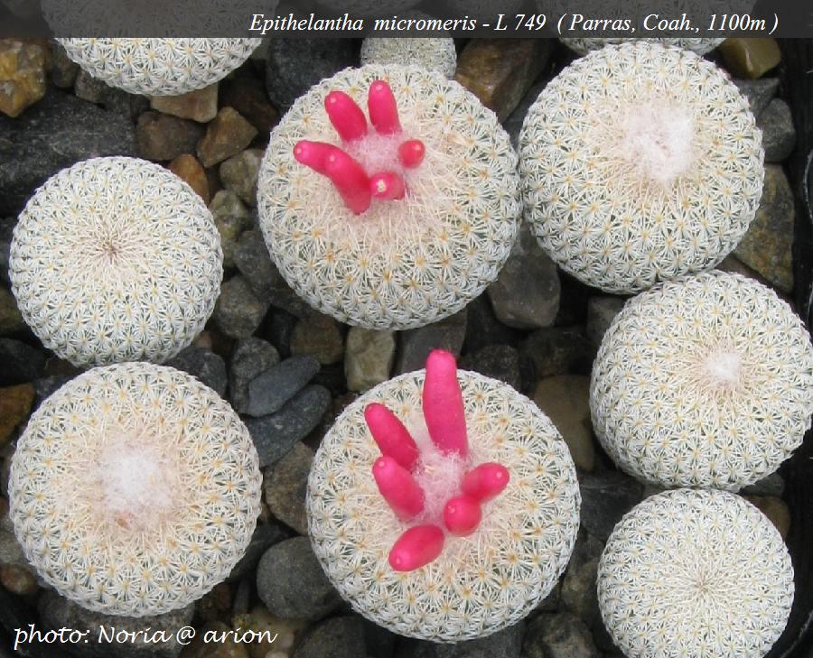 Epithelantha micromeris Lau 749 (Parras, Coah, Mex)