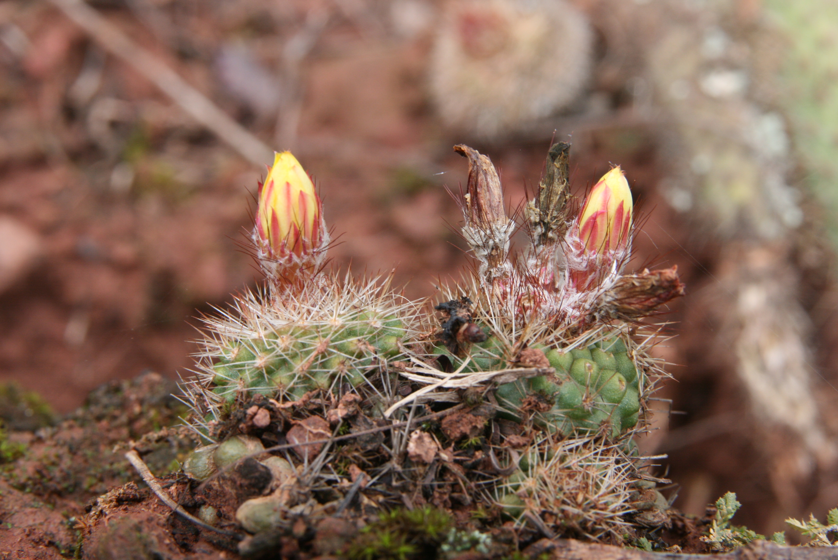 Parodia formosa 'winbergii' MN 313 (San Lucas-Peña Alta, Jujuy, 1280m, Arg) - 2