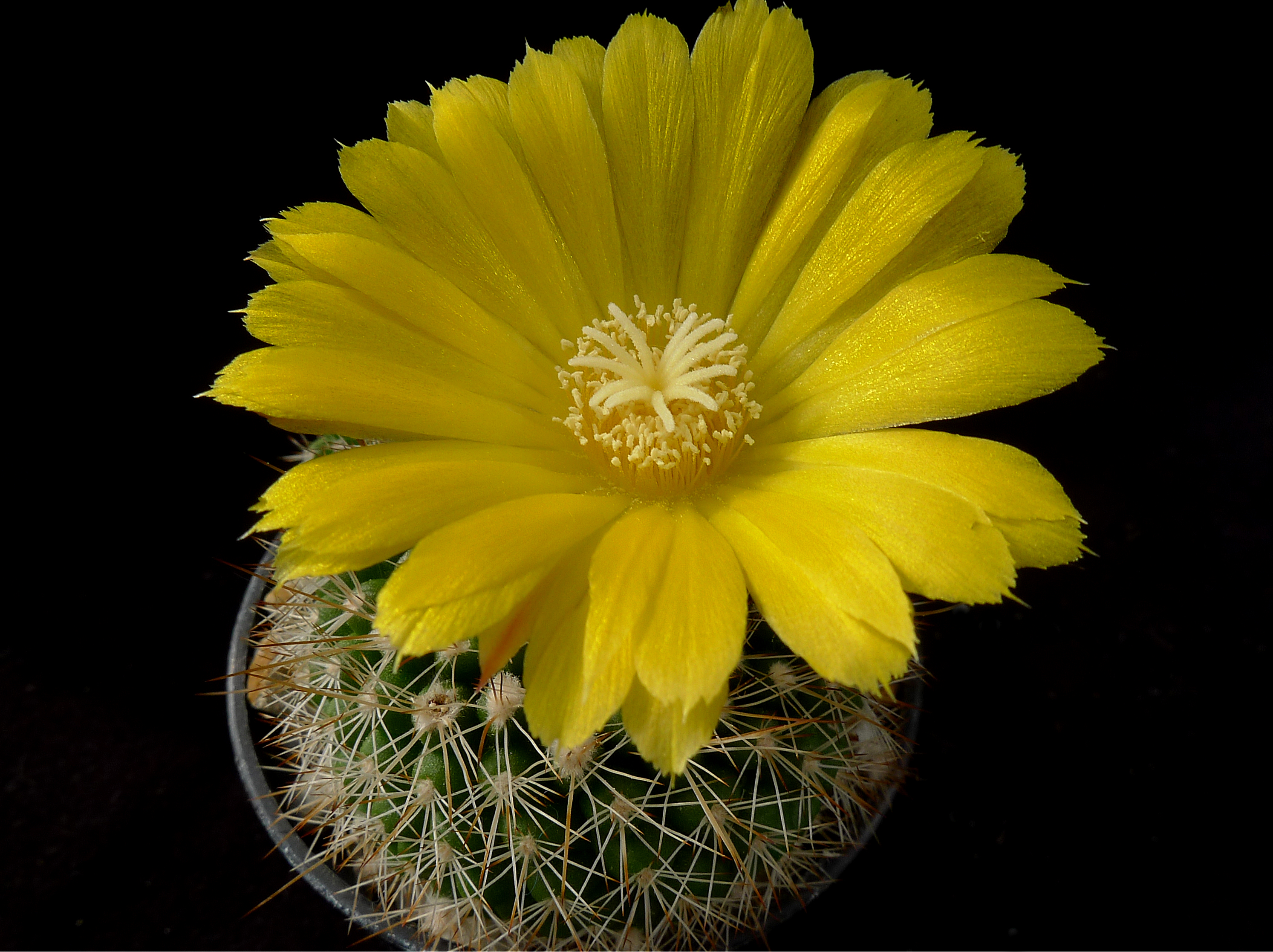 Parodia formosa 'winbergii' MN 313 (San Lucas-Peña Alta, Jujuy, 1280m, Arg)