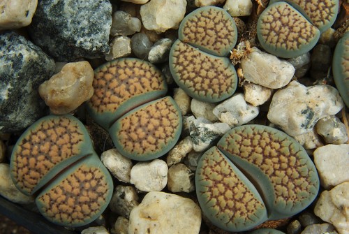 Lithops verruculosa C 159 (30km NE Vanwyksvlei)