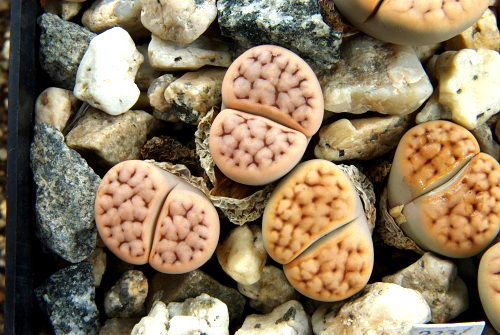Lithops karasmontana 'jacobseniana' C 227 (10 km SW of Grunau, Namibia)