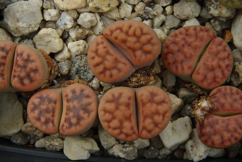Lithops karasmontana v. tischeri C 182 (30 km NNE of Grunau, Namibia) - 2