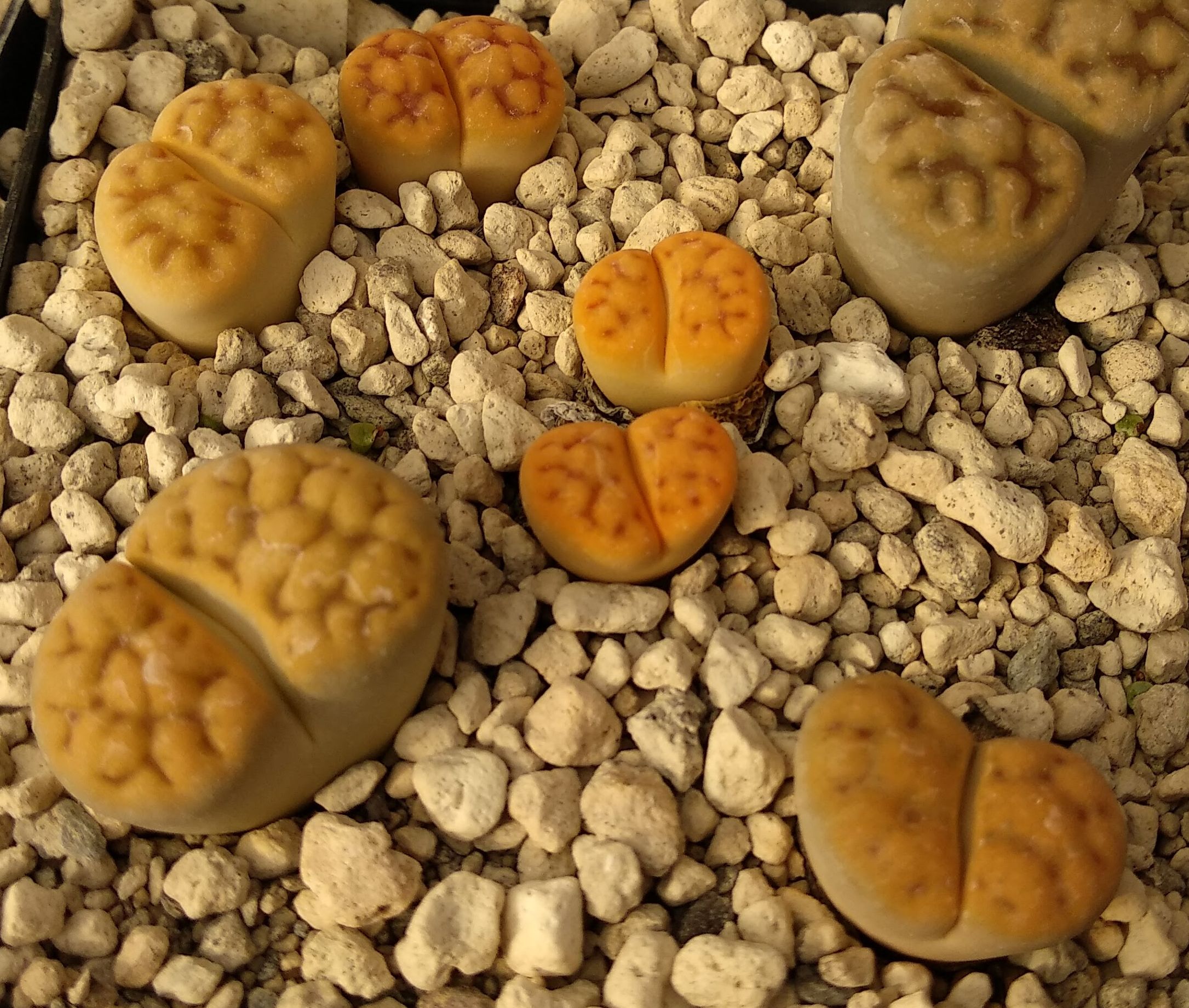 Lithops karasmontana v. tischeri C 182 (30 km NNE of Grunau, Namibia)