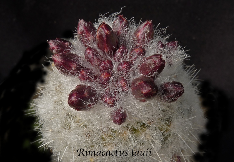 Rimacactus laui - 5