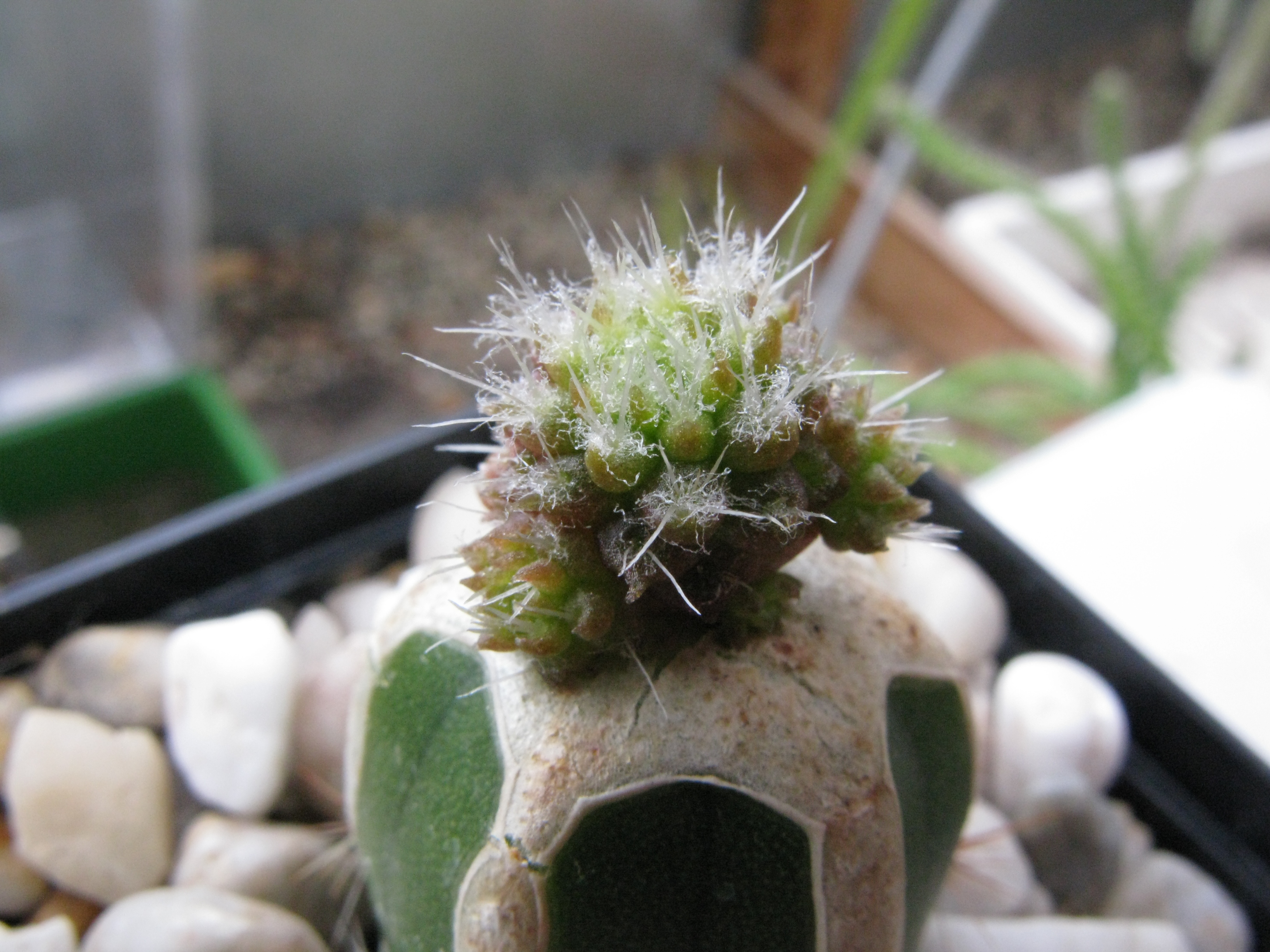 Rimacactus laui - 4