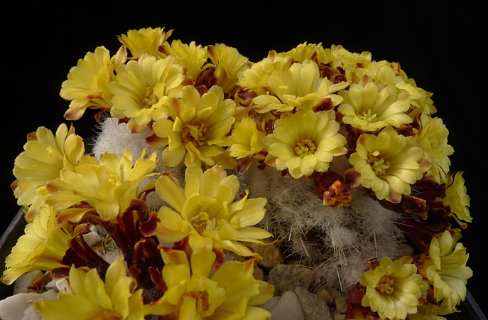 Rimacactus laui