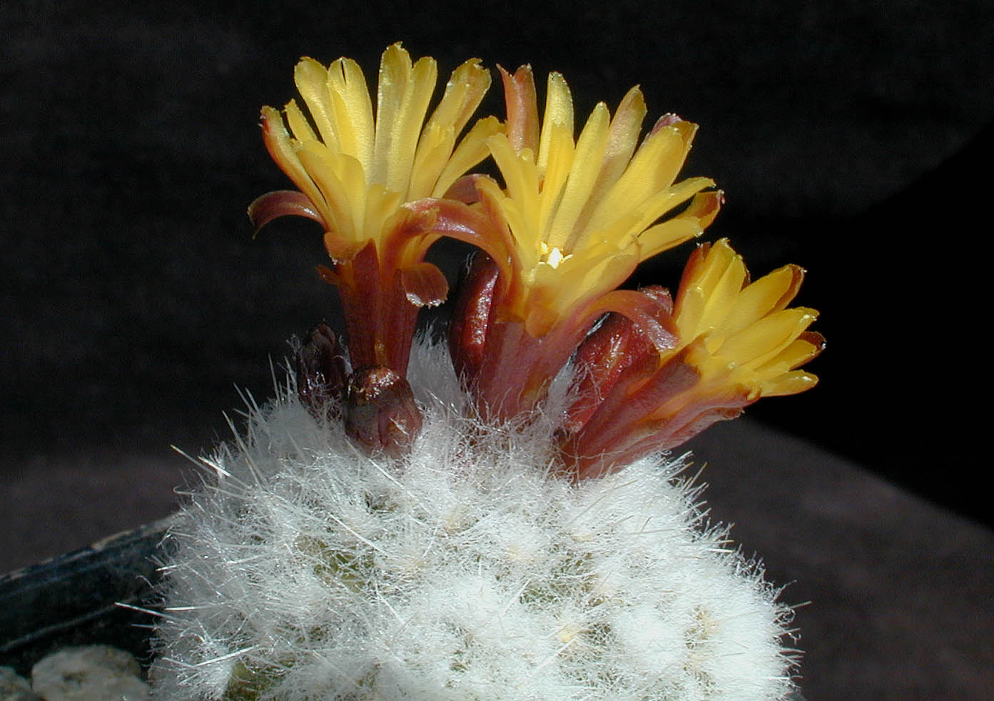 Rimacactus laui - 2