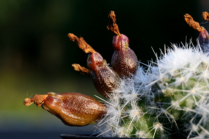 Rimacactus laui - 3
