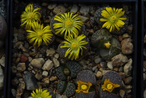 Lithops naureeniae PV 1000 (Rooinfontein, Transvaal)