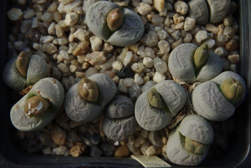 Lithops optica 'translucens' C 290 (65 km S of Luderitz, Namibia)