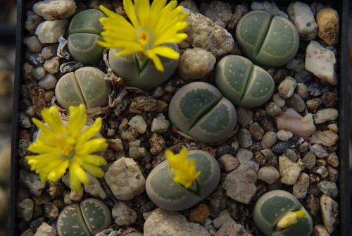 Lithops olivacea PV 992 (20km South of Pofadder)
