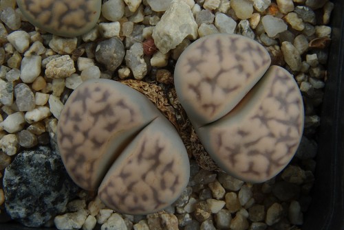 Lithops karasmontana v. eberlanzii 'witputzensis' C 149 (110 km SSE of Aus, Namibia )