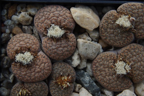 Lithops fulviceps PV 130 (North of Karasburg, Namibia)