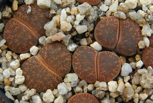 Lithops leslei 'Warrenton form' C 005 (Near Warrenton, South Africa )