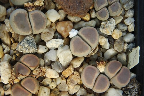 Lithops dinteri v. brevis PV 748 (North of Steinkopf)