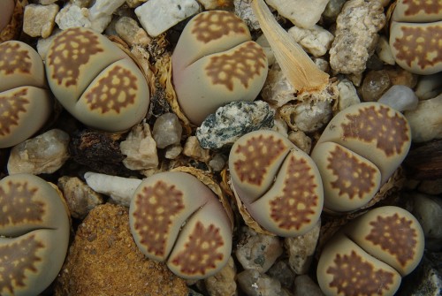 Lithops julii v. fulleri 'brunnea' C 179 (10 km NE of Pofadder, South Africa)
