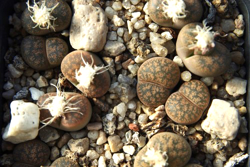 Lithops lesliei ssp. lesliei v. minor 'Witblom' C 006a (25 km SW of Swartruggens, South Africa)