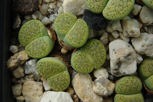 Lithops fulviceps cv. aurea C 363