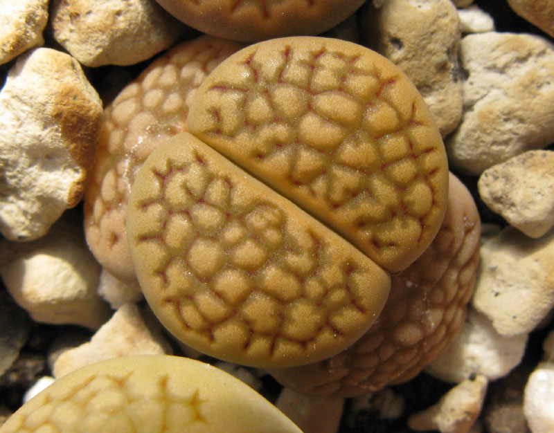 Lithops hallii 'brown' C 136 (35 km ENE of Strydenburg, South Africa)