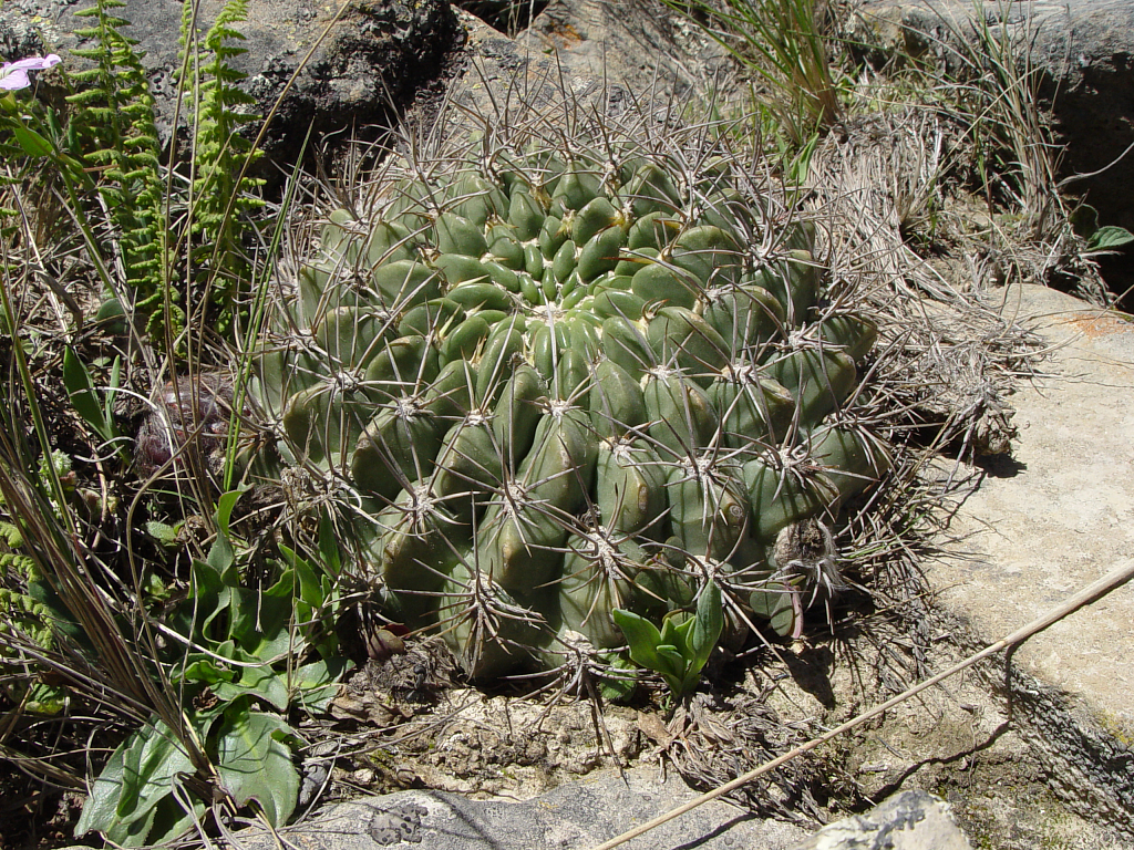 Lobivia chrysochete v. hystrix TB 193.1 (Cuesta de Sama, Bol)