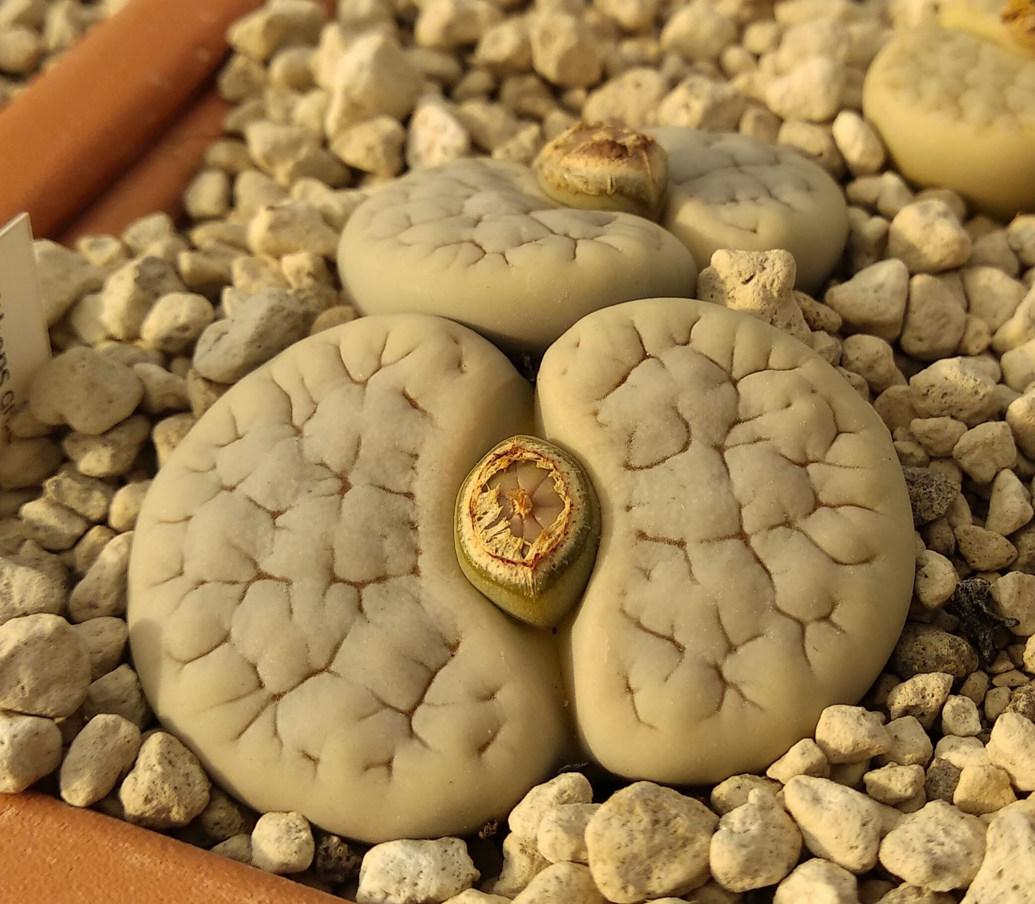 Lithops gracilidelineata C 261 (75 km NW of Usakos, Namibia )