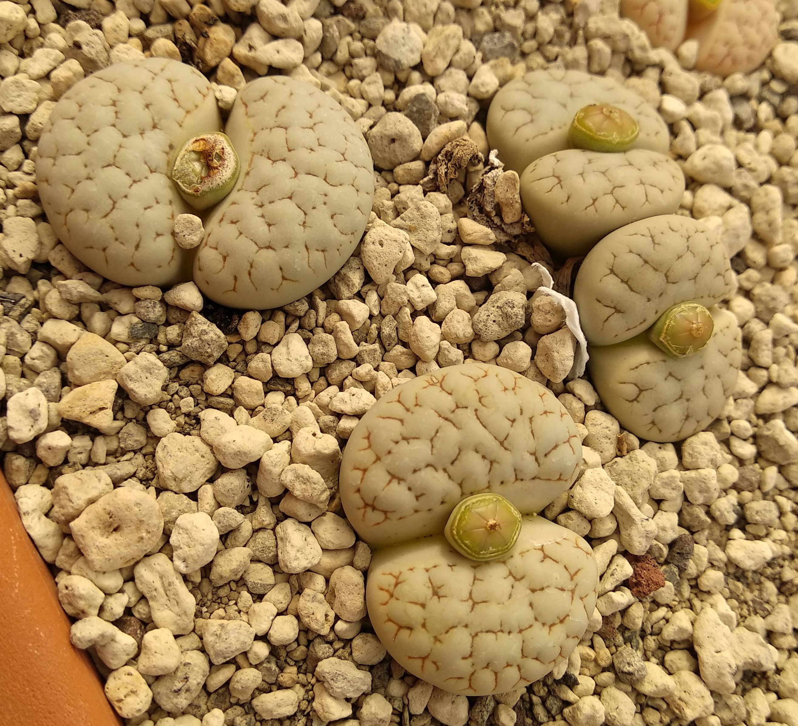 Lithops gracilidelineata C 374 (100 km S of Usakos, Namibia) - 2