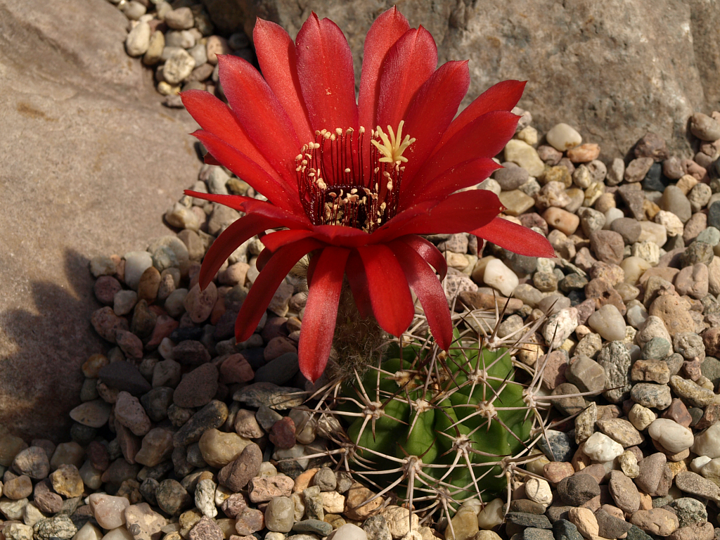 Lobivia grandiflora v. longispina TB 662.1 (N Agua las Palomas, Cat)