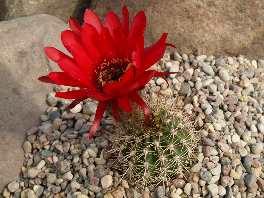 Lobivia grandiflora v. longispina TB 662.1 (N Agua las Palomas, Cat) - 2