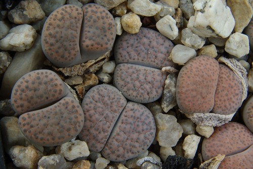 Lithops fulviceps 'lydiae' C 219 (60 km N of Karasburg, Namibia)