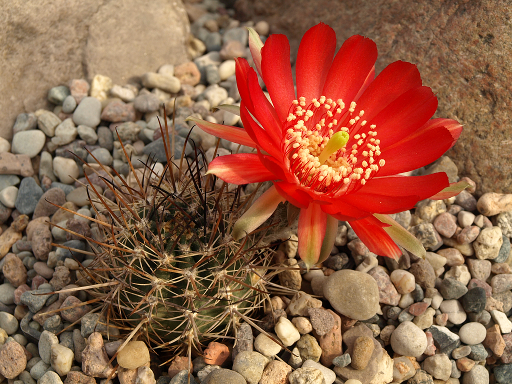 Lobivia haematantha TB 374.1 (N Molinos, Salta)
