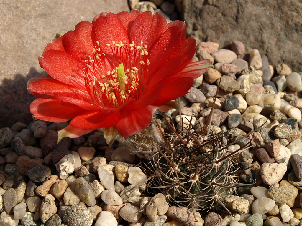 Lobivia haematantha TB 374.1 (N Molinos, Salta) - 2