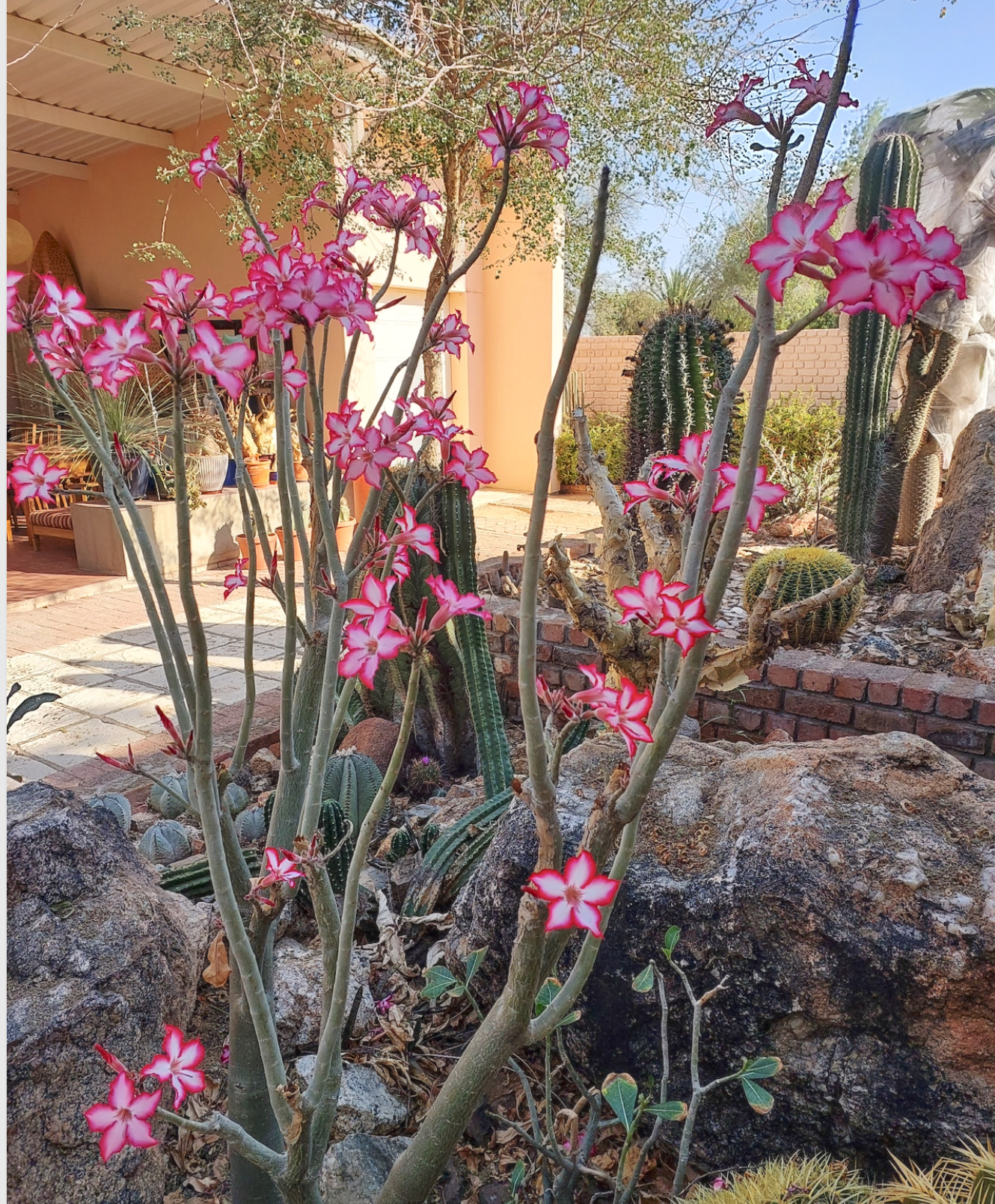 Adenium multiflorum
