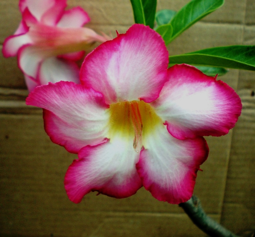 Adenium multiflorum - 2
