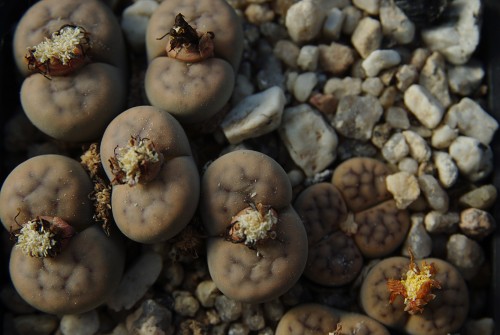 Lithops schwantesii C 145 (55 km NE of Aus, Namibia)